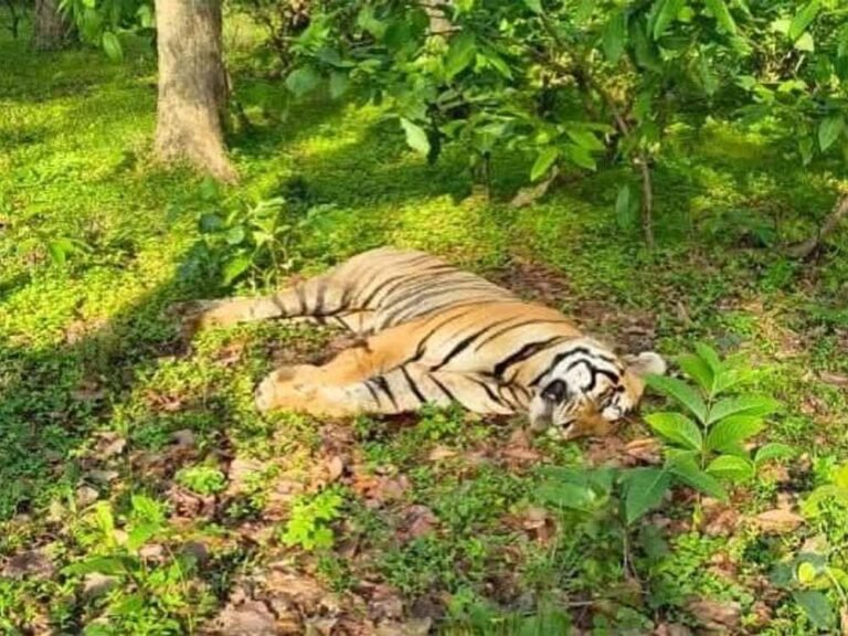 मध्य प्रदेश: संजय टाइगर रिजर्व में बिजली करंट से बाघ की दर्दनाक मौत
