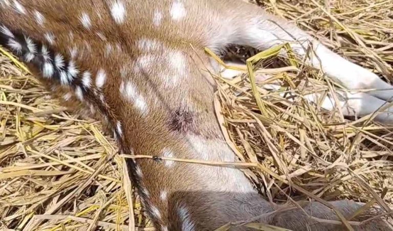 गर्भवती हिरणी पर कुत्तों का हमला, इलाज के दौरान तोड़ा दम