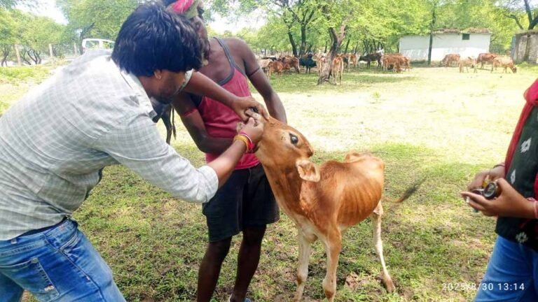 पशु चिकित्सा शिविर में मवेशियों का लम्फी रोग से बचाव, हुआ मुफ्त टीकाकरण