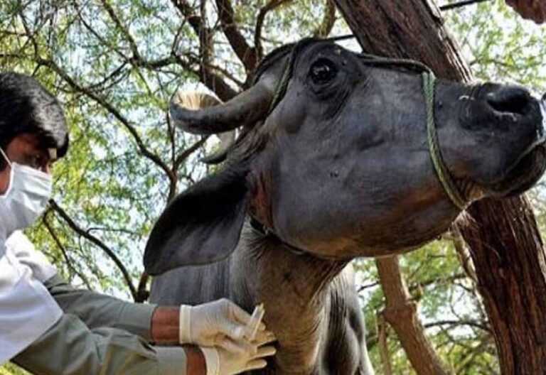 वेटरनरी UG काउंसलिंग: NEET में 144 नंबर पाने वाले अभ्यर्थियों को भी मिलेगा प्रवेश का अवसर