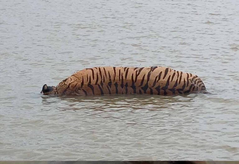 मध्यप्रदेश के नर्मदापुरम में बाघ की हत्या, शिकारियों ने शव से गायब किया पंजा