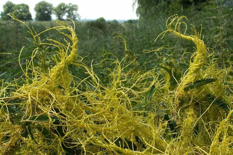 अमरबेल पर भोपाल में रिसर्च, पीलिया रोकने के गुणों को मिलेगा वैज्ञानिक आधार