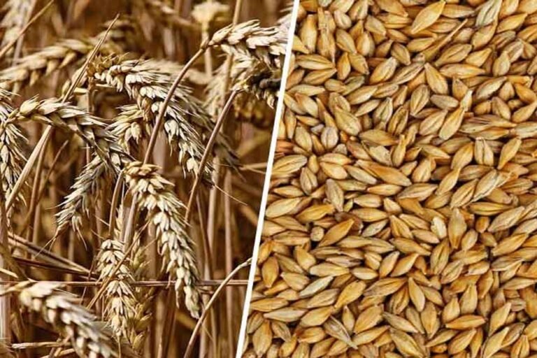 अगले साल तक उपलब्ध होंगी गेहूं की 14 और जौ की 4 नई किस्में