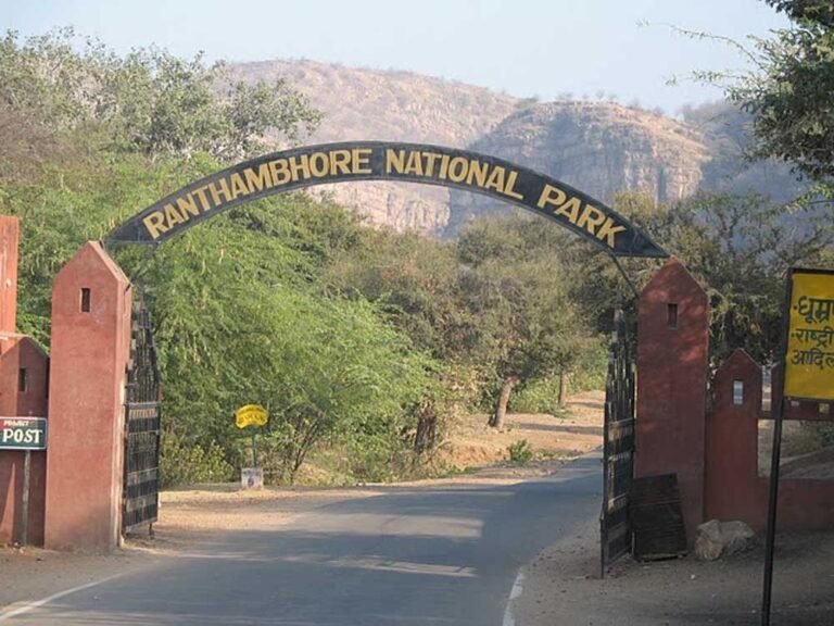 लगातार बरसात का असर: जंगल छोड़ नए इलाकों में पहुंचे बाघ, सफारी जोन में सन्नाटा
