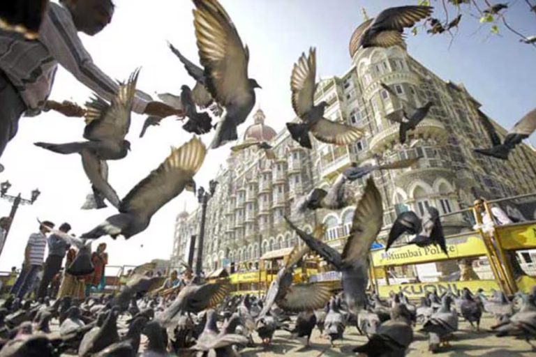 अब नहीं उड़ेंगे दाने! मुंबई में 51 कबूतरखाने सील, 100 को चालान