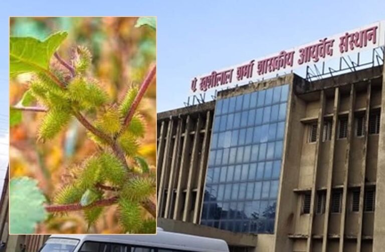 पथरी, मूत्र रोग और टीबी के इलाज में ‘चिपकू’ नामक औषधि पौधे का उपयोग प्रभावी