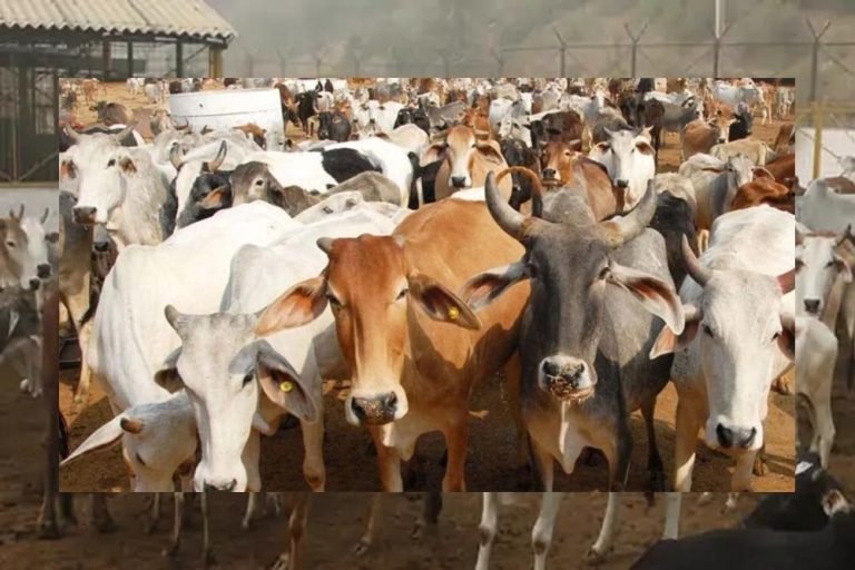 रायपुर में शुरू हुई ‘गौधाम योजना’, पशुधन सुरक्षा और ग्रामीण विकास को मिलेगी ताकत