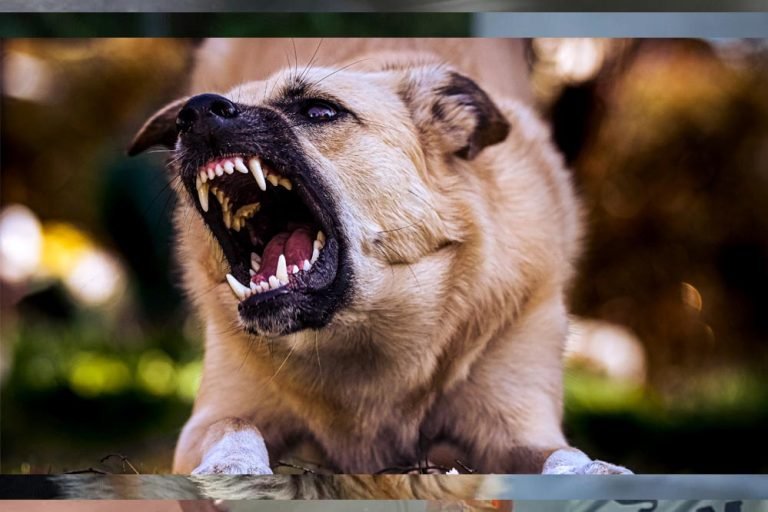 कुत्तों के काटने के मामलों में रतलाम आगे, भोपाल में सबसे कम घटनाएं