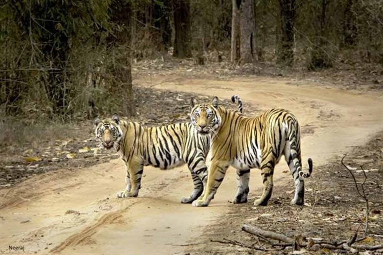 मध्यप्रदेश में बाघ बढ़े लेकिन जंगल घटे, इंसानों को हटाए बिना नहीं बचेगा वनराज