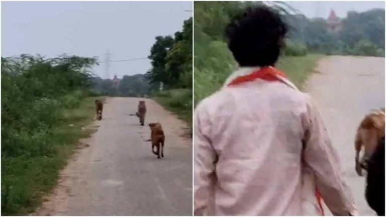 कूनो पार्क से भागे दो चीते, बालापुरा-काशीपुर में देख ग्रामीणों में हलचल