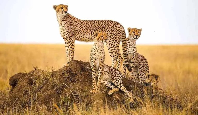 वीरांगना रानी दुर्गावती टाइगर रिजर्व में आएंगे अफ्रीकन चीते, 600 वर्ग किमी में होगा बसेरा