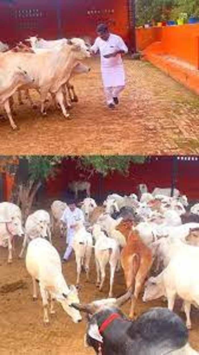 गायों की रक्षा करना हमारी नैतिक और सामाजिक जिम्मेदारी