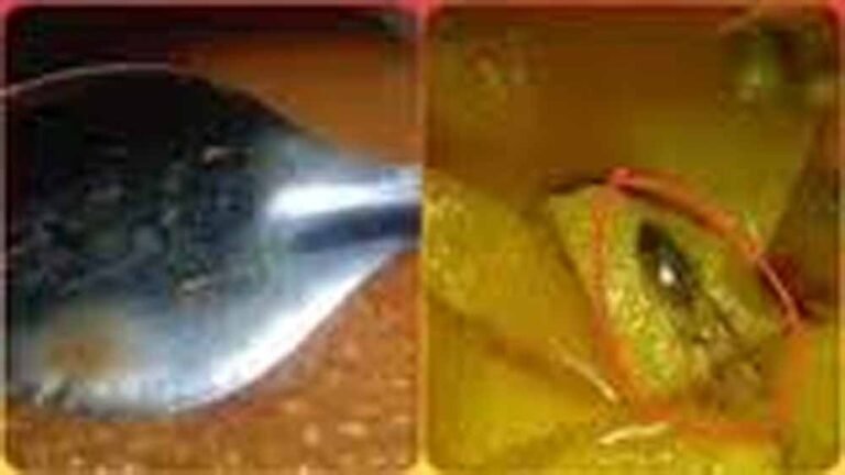 मेंढक के बाद अब दाल में इल्ली! MP की आंगनबाड़ी पर बवाल