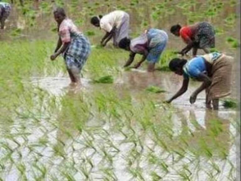 धान के खेतों में आई बारिश, एमपी के किसानों की खुशियों का ठिकाना नहीं