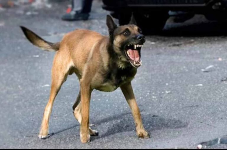 सड़क पर कहर बरपाते आवारा कुत्ते, 10 साल की मासूम पर झुंड ने किया हमला