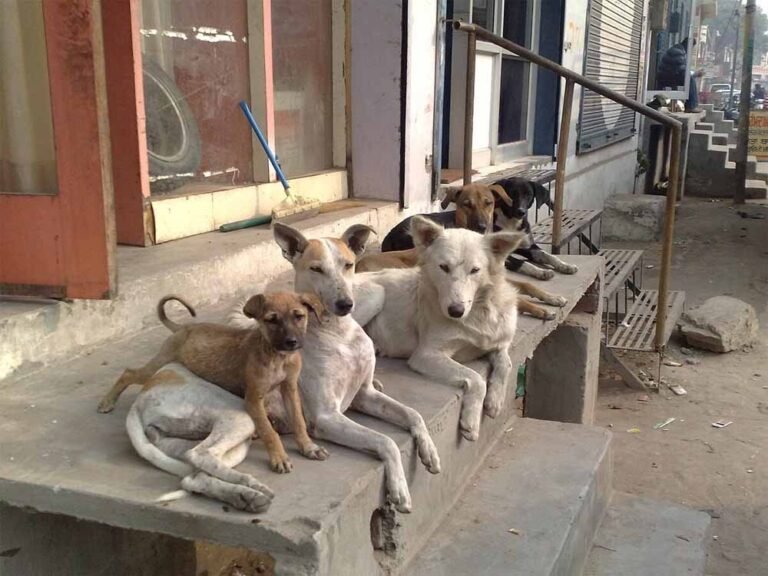 मोरक्को में फीफा की तैयारी के नाम पर कुत्तों की हत्या, वैश्विक स्तर पर गुस्सा