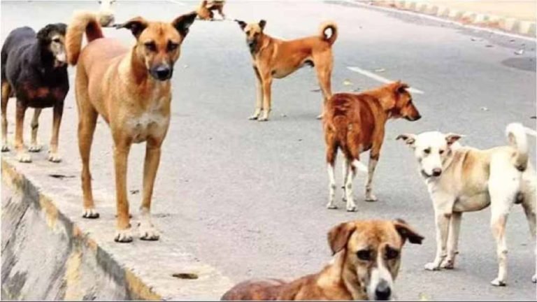 2500 कुत्तों की हत्या और दफनाने का दावा, कर्नाटक MLC का बयान विवादों में
