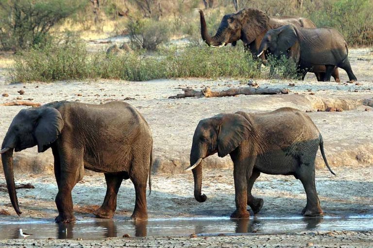 ‘गजरक्षक’ ऐप से मिलेगी हाथियों की लोकेशन की जानकारी, मध्यप्रदेश में बढ़ेगी सुरक्षा