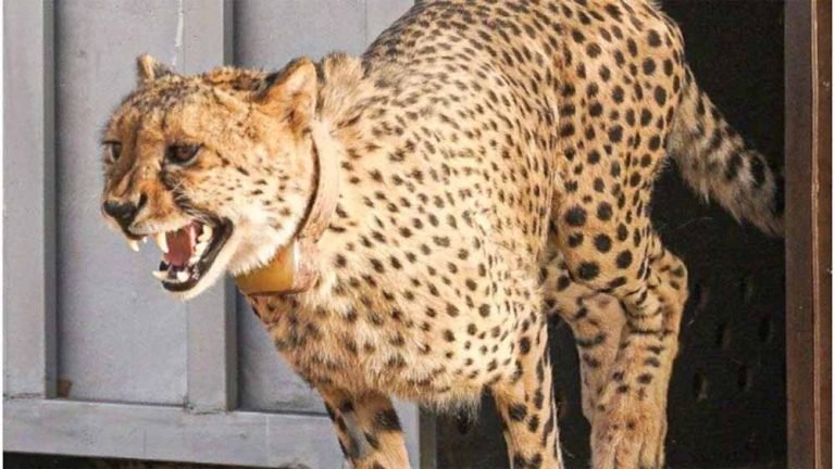 कूनो से राजस्थान: मादा चीता ‘ज्वाला’ ने बकरी का शिकार कर मचाई हलचल