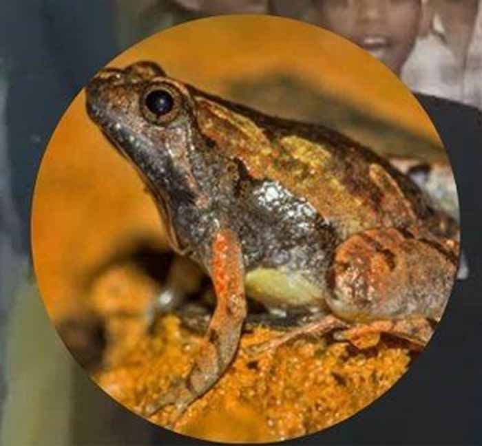 छात्रों की सेहत से खिलवाड़: आदिवासी हॉस्टल की थाली में परोसा गया मरा हुआ मेंढक