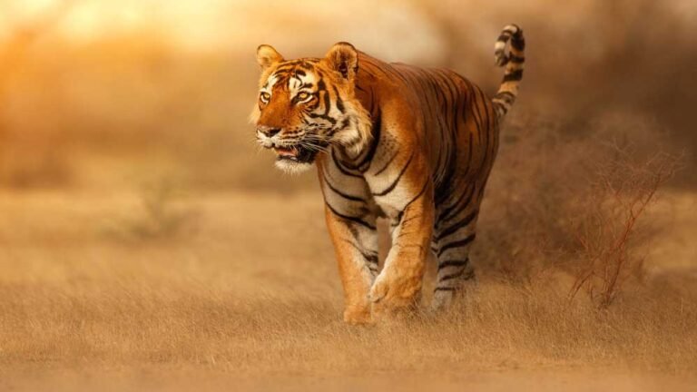 मध्यप्रदेश में ताप्ती रिजर्व: वन्यजीव संरक्षण को मिली नई पहचान, सरकार ने जारी किया नोटिफिकेशन