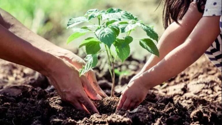 महिला समूह को मिली जिम्मेदारी, 23 लाख पौधों का संरक्षण संभालेंगी ‘अमृत मित्र