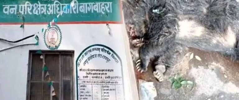 जंगली सूअर के शिकार में लगी बिजली तार की चपेट से भालू की मौत, पुलिस ने 5 को दबोचा