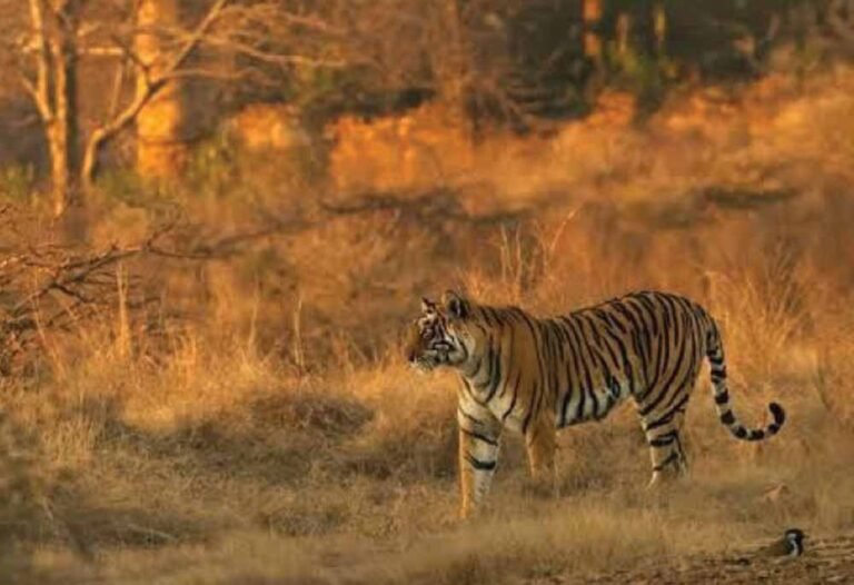 टाइगर रिजर्व में ई-सर्विलांस नाकाम, सुरक्षा पर उठे सवाल