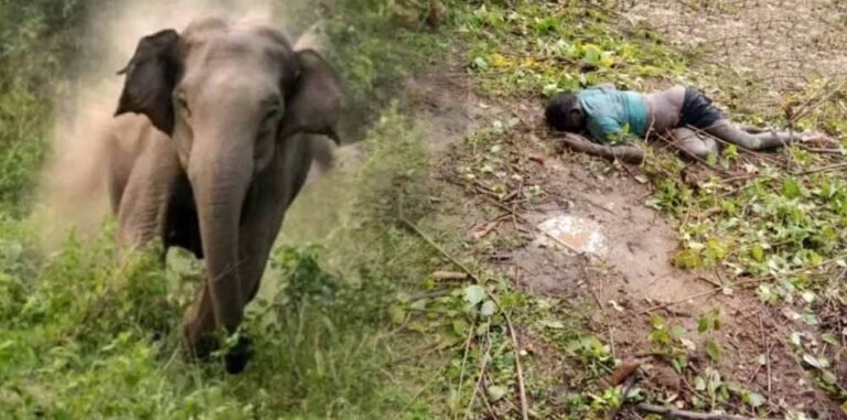 जंगल के पास हाथी ने ग्रामीण को सूंड से उठाकर पटका, मौके पर जान गई