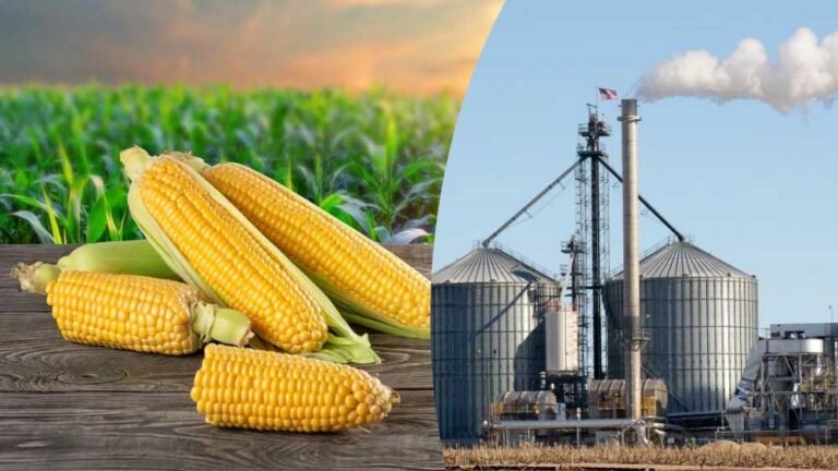 भारत को मक्का बेचने की होड़ में अमेरिका सबसे आगे, क्या इथेनॉल पॉलिसी है कारण?