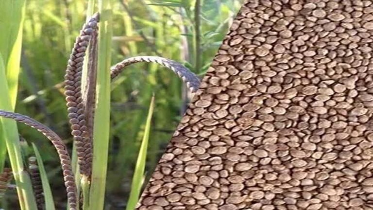 मध्यप्रदेश में कोदो-कुटकी की MSP पर खरीदी का आगाज़, 15 सितंबर से रजिस्ट्रेशन शुरू