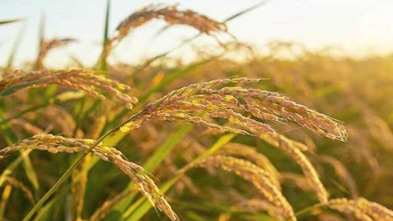 खरीफ फसल MSP पर बेचने के लिए जरूरी टिप्स: मध्यप्रदेश में रजिस्ट्रेशन की प्रक्रिया शुरू