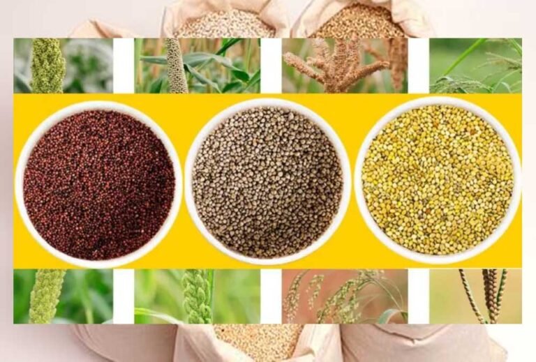 मोटे अनाज (श्रीअन्न)  मक्का, बाजरा व ज्वार की खरीद के लिए चल रहा किसानों का पंजीकरण