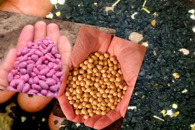 हॉर्टिकल्चर विभाग की योजना से सरगुजा के किसान उत्साहित, 1 रुपए में तैयार करें सीड्स नर्सरी