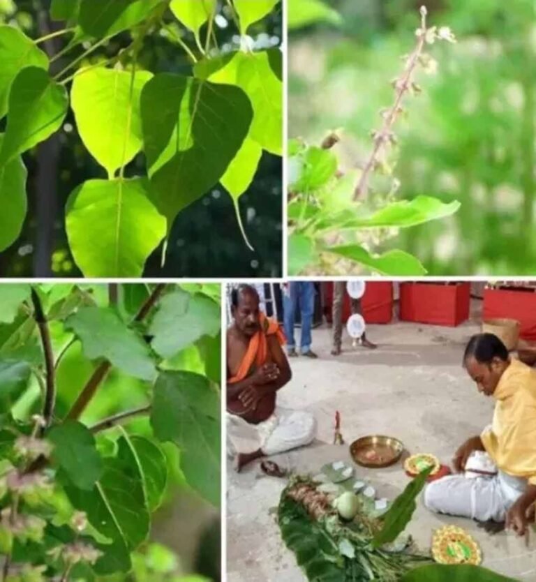 समृद्धि और शांति के लिए पितृपक्ष में लगाएं ये पौधे