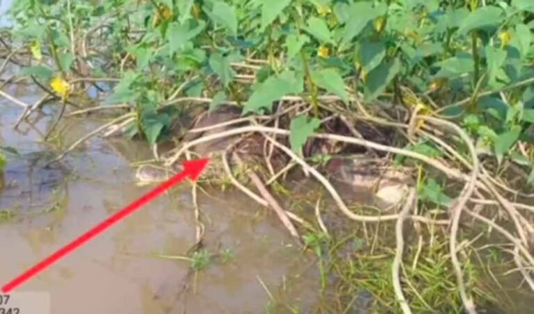 नदी पार करते वक्त बह गया हाथी का शावक, बाद में झाड़ियों में मिला शव