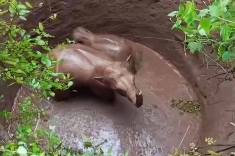 झारखंड के रामगढ़ में हाथियों की मुसीबत, कुएं में गिरने के बाद वन विभाग की राहत कार्य में जुटी टीम
