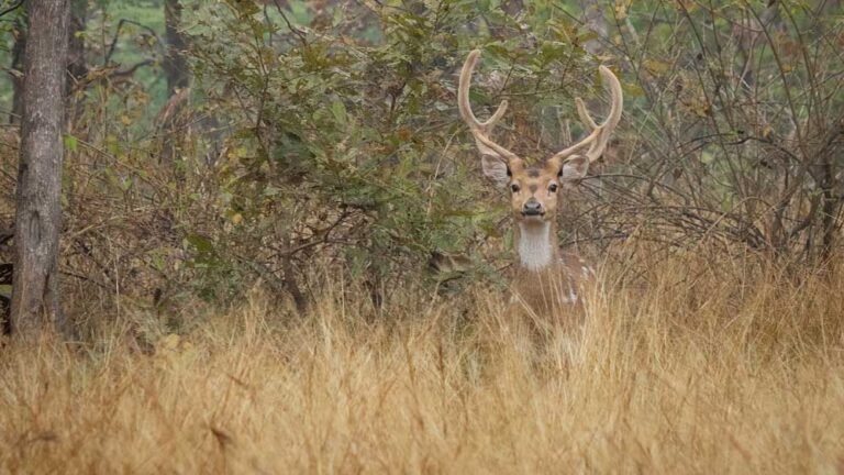 मध्य प्रदेश में वन्यजीव संरक्षण को बढ़ावा, नौरादेही से बांधवगढ़ तक बनेगा टाइगर कॉरिडोर