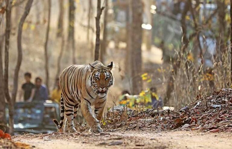 बाघ, भालू और तेंदुए के दीदार का मौका: पेंच रिजर्व में प्रवेश शुल्क में 10% बढ़ोतरी
