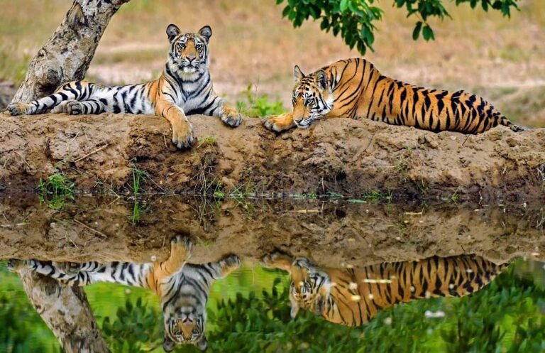 बाघों की छठी गिनती में मध्य प्रदेश करेगा कमाल, अन्य राज्यों के एक्सपर्ट्स ने दिया उच्च दर्जा