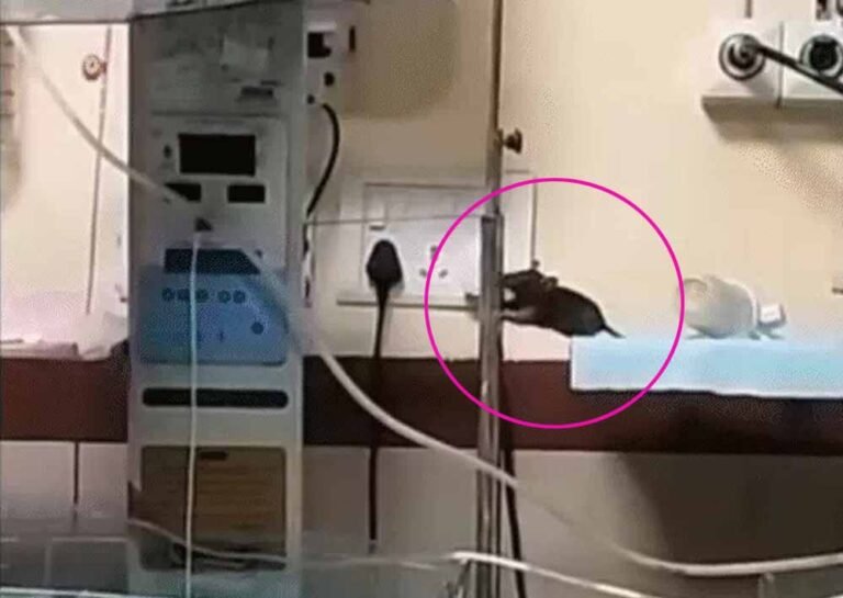 एमवाय अस्पताल में NICU में घुसे बड़े चूहे, नवजातों के हाथ कुतरे