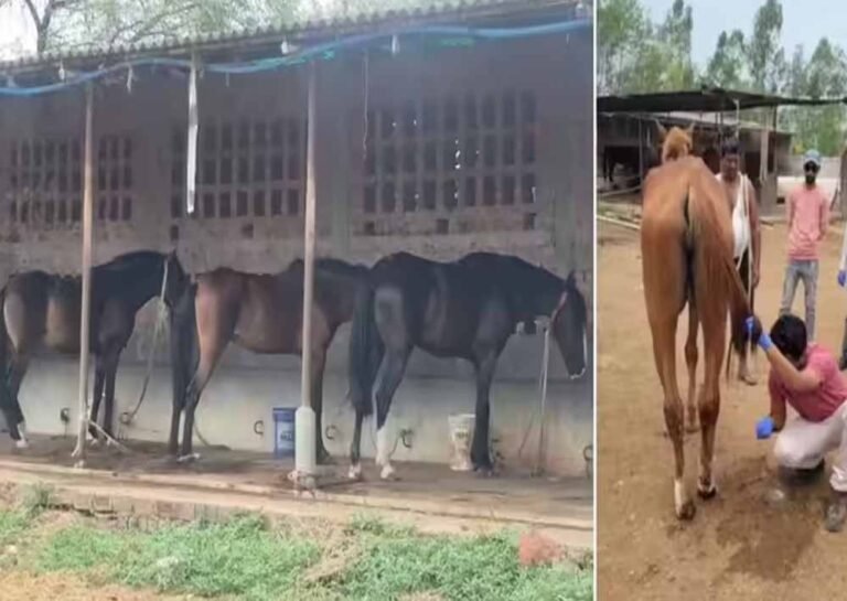 घोड़ा मालिक और हैदराबाद कंपनी के खिलाफ FIR, जबलपुर में 19 घोड़ों की मौत