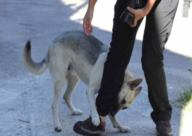 12,000+ जानवर काटने के मामले सामने, स्वास्थ्य मंत्रालय ने दी वैक्सीन की चेतावनी