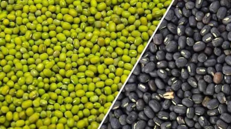 मूंग और उड़द की खरीद में बड़ा घोटाला, जबलपुर में 1.75 करोड़ की हेराफेरी उजागर