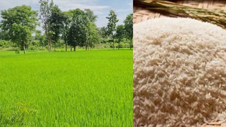 गुयाना, सोमालिया और अफ्रीका के देशों में बालाघाट चावल का क्रेज, सेहत के लिए भी रामबाण