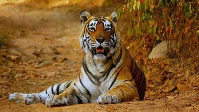 वन्यजीव संरक्षण में नई पहल: मध्य प्रदेश से 10 टाइगर की ट्रांसलोकेशन शुरू
