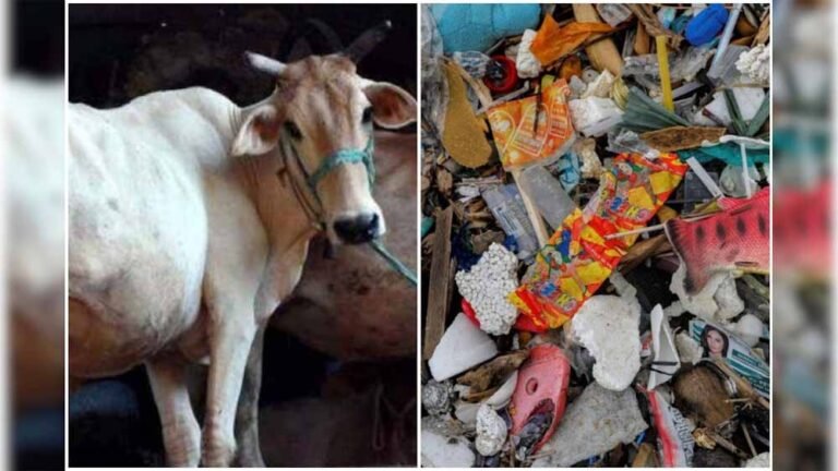डॉक्टर भी चौंके: गाय की सर्जरी में पेट से 28 किलो प्लास्टिक और 41 कीलें बाहर निकलीं