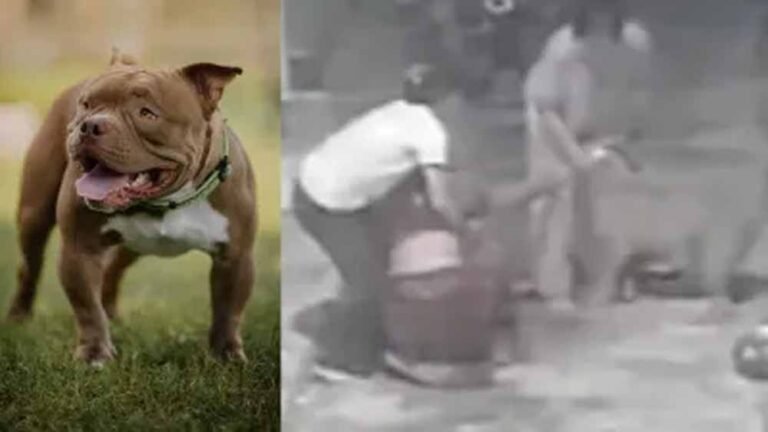 भयानक घटना: महिला से भिड़ा पिटबुल, हाथ दबा जबड़े में, सीसीटीवी में कैद हुआ डरावना पल