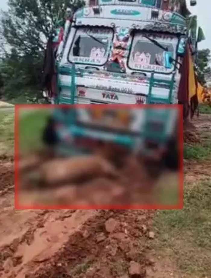 छत्तीसगढ़: दुर्ग में दर्दनाक हादसा, कंटेनर की टक्कर से 8 गायों की मौत