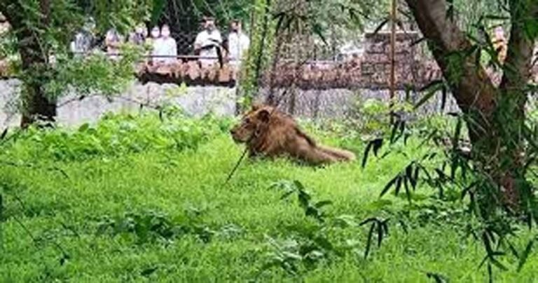 वन विहार राष्ट्रीय उद्यान भोपाल में राज्य स्तरीय वन्य-प्राणी सप्ताह-2025 का आयोजन एक से सात अक्टूबर तक किया जायेगा